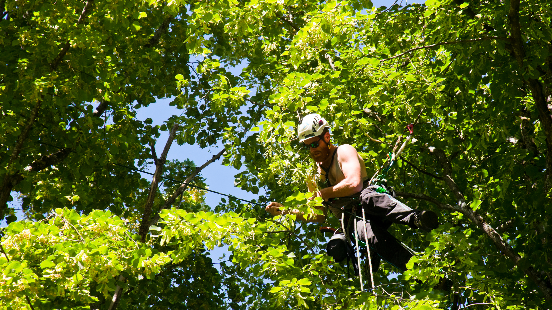 Arborist in a tree, wearing a helmet and climbing gear, working among green leaves.