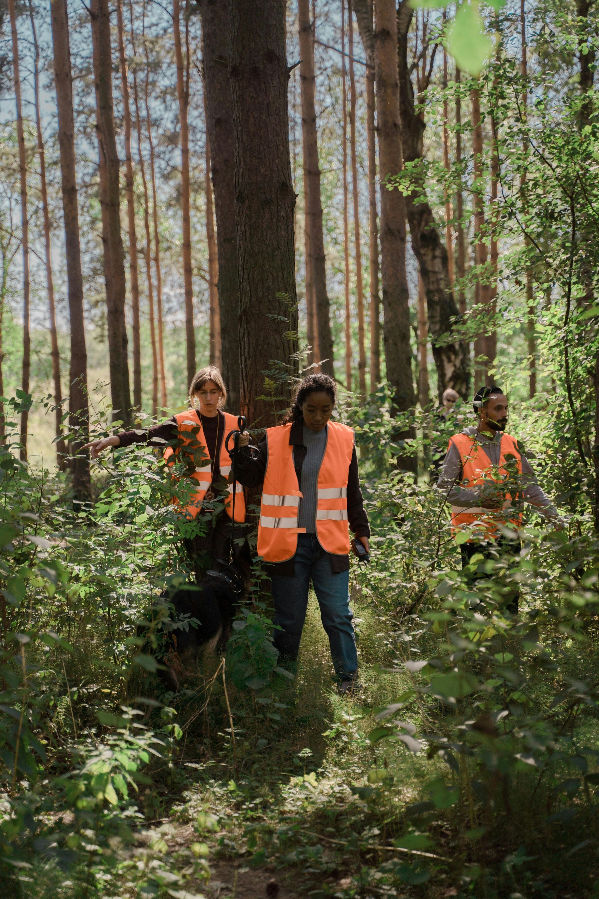 Three people wearing orange vests in a sunlit forest, surrounded by trees and greenery.