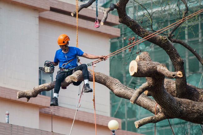 Arborist wearing a helmet and safety harness cuts a tree branch with a chainsaw.
