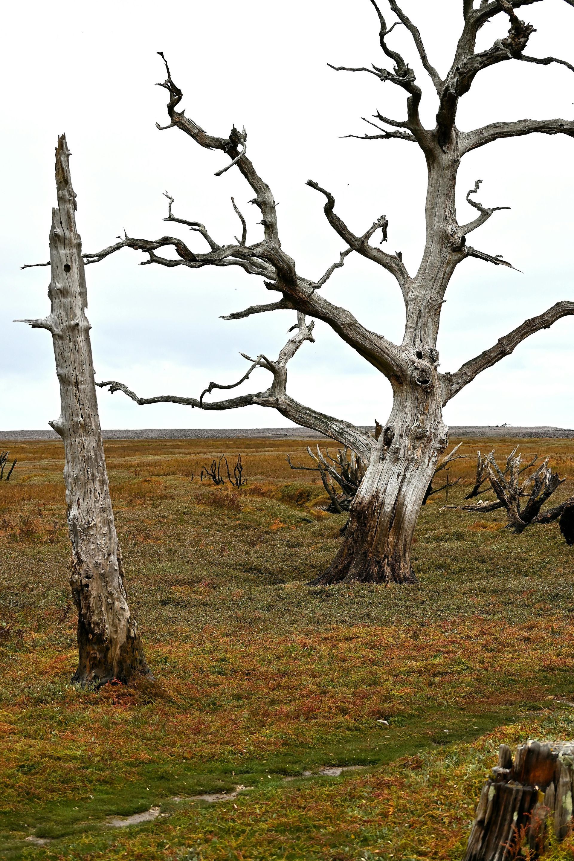 Two weathered, bare trees stand in a field of brown and green plants under a cloudy sky.