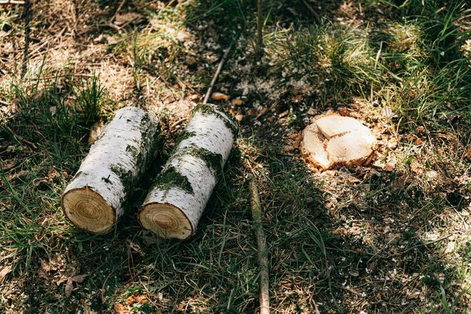 Two birch logs and a cross-section of a tree on a grassy forest floor.