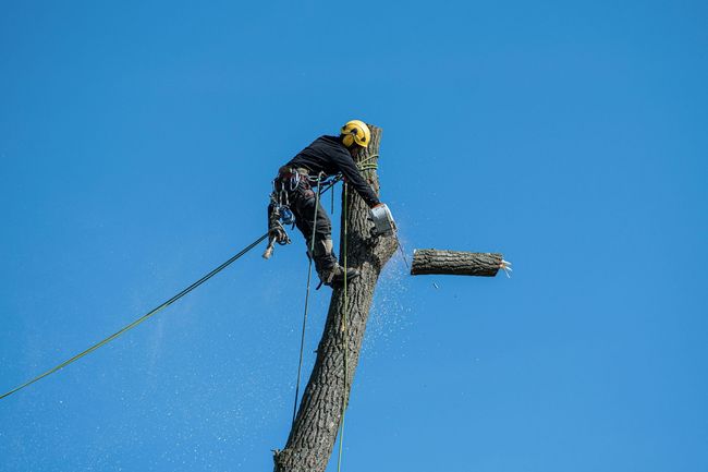 Arborist cuts a tree branch with a chainsaw against a clear blue sky.