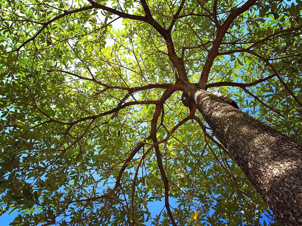 Looking up at a tree trunk and branches with green leaves against a blue sky.
