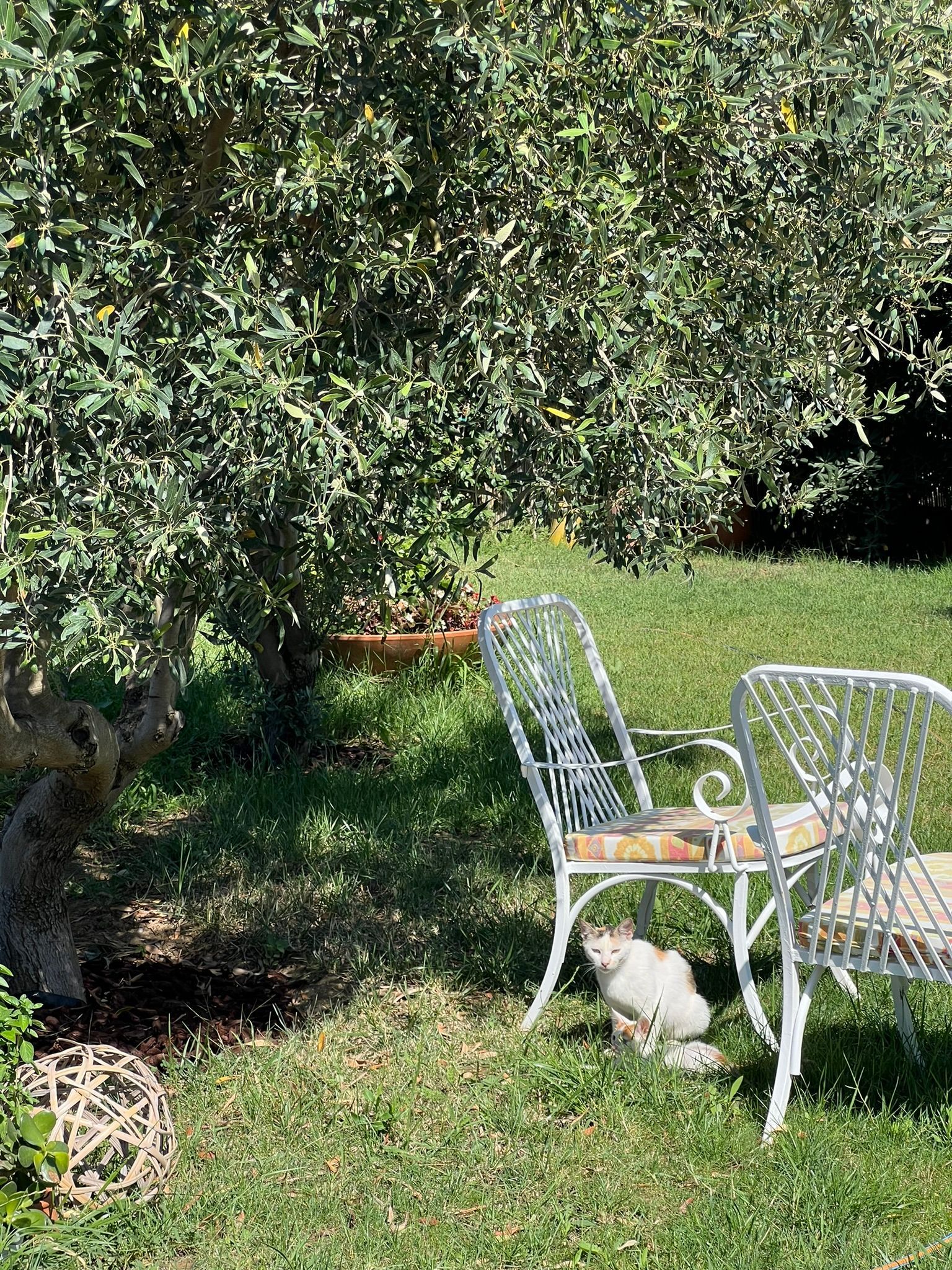 A cat is sitting on the grass next to a bench and chair in a garden.