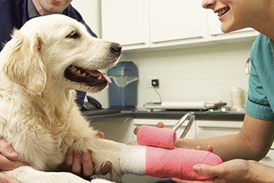 pet dog and veterinarian