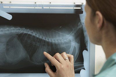 X-ray of animal