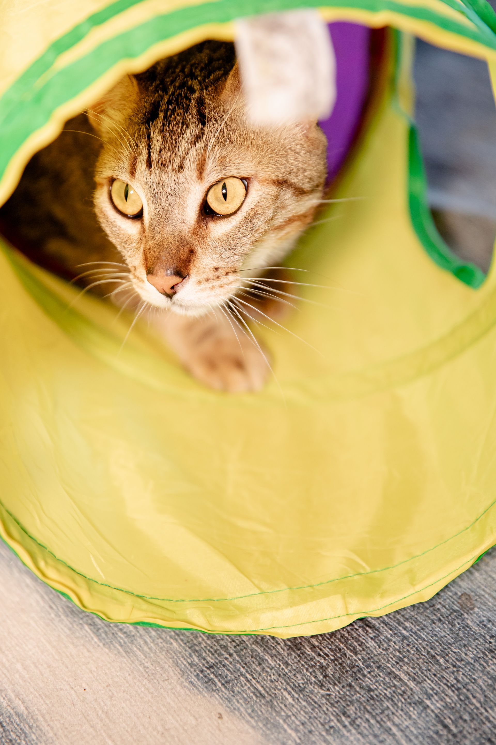 A cat is looking out of a yellow and green tunnel