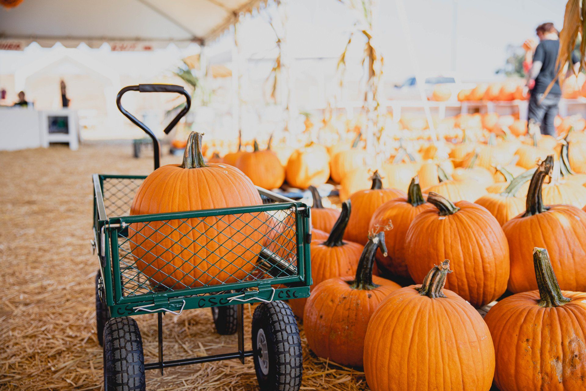 A green cart filled with pumpkins at a pumpkin patch