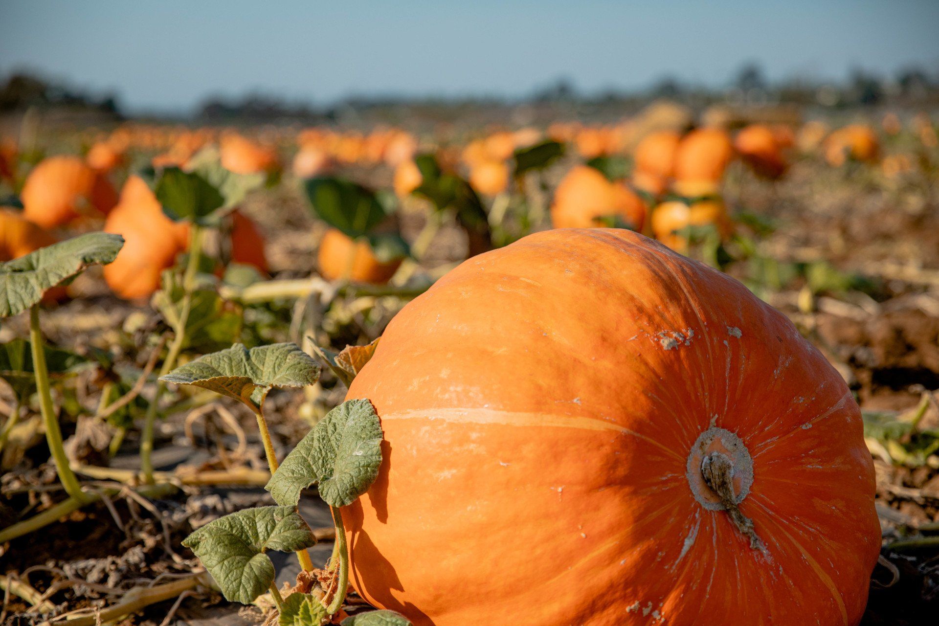 A large orange pumpkin is in the middle of a field of pumpkins