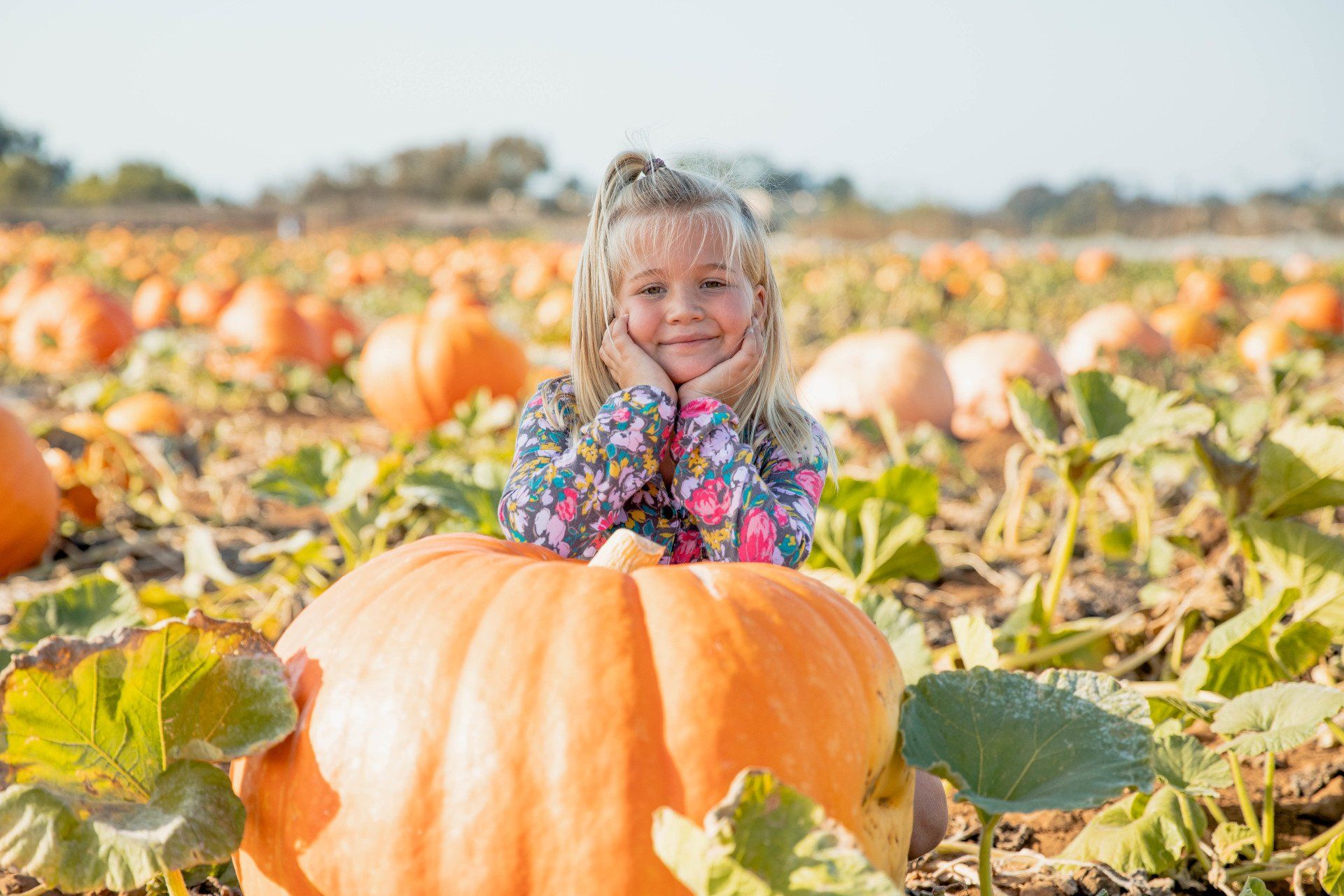 A little girl is sitting on a large pumpkin in a field of pumpkins