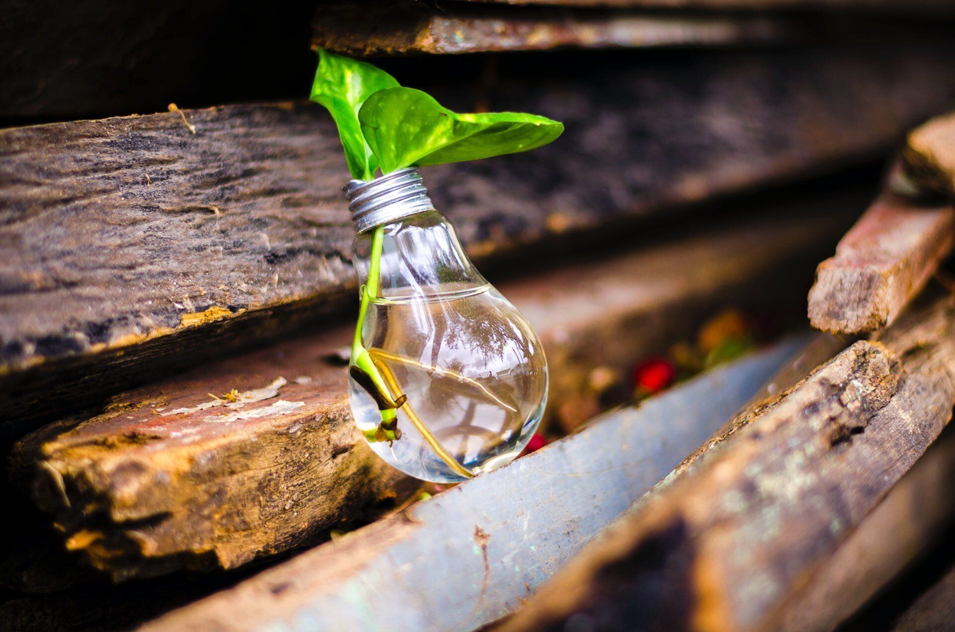 Seedling in a lightbulb to represent business growth