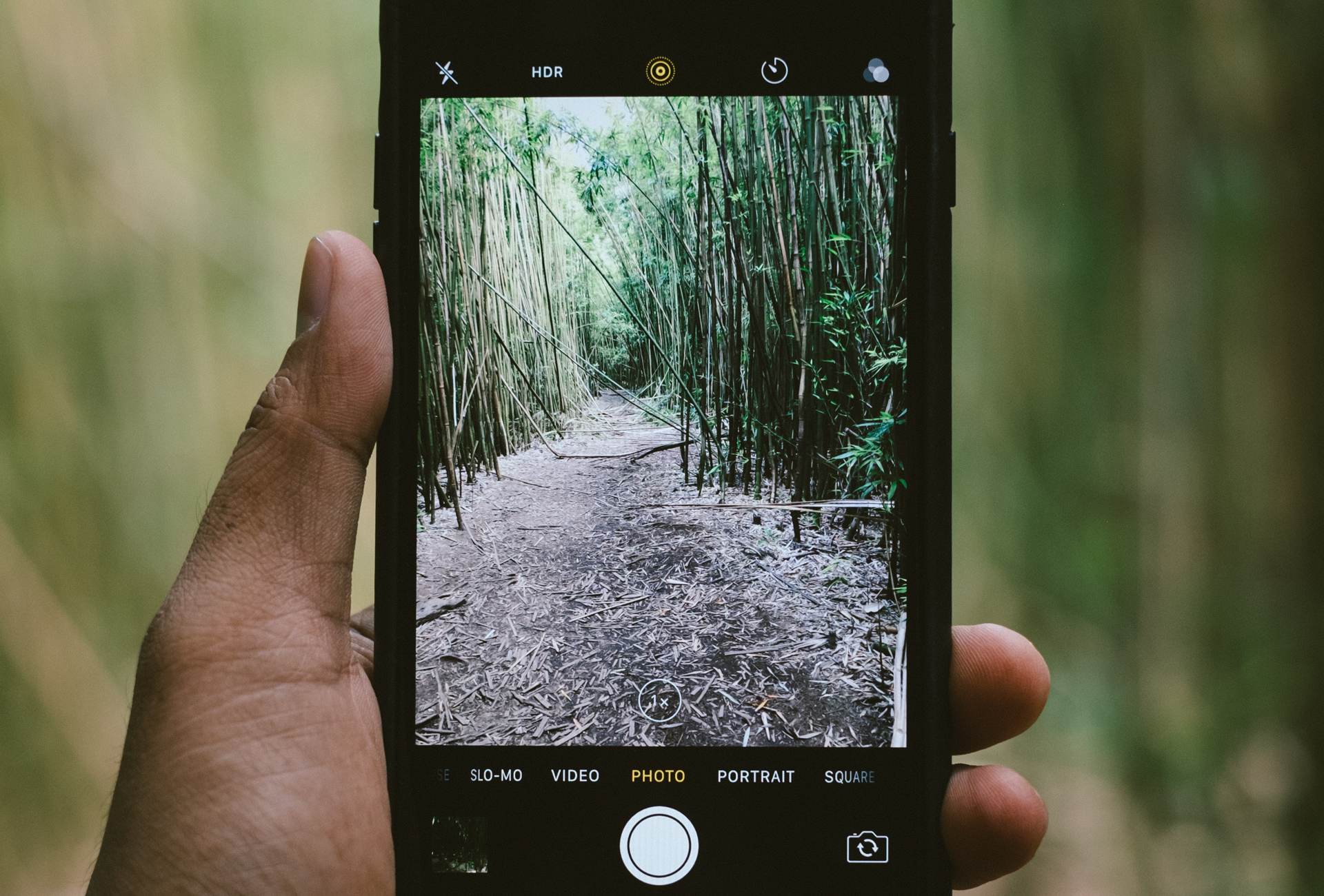 Bamboo forest seen through a mobile phone