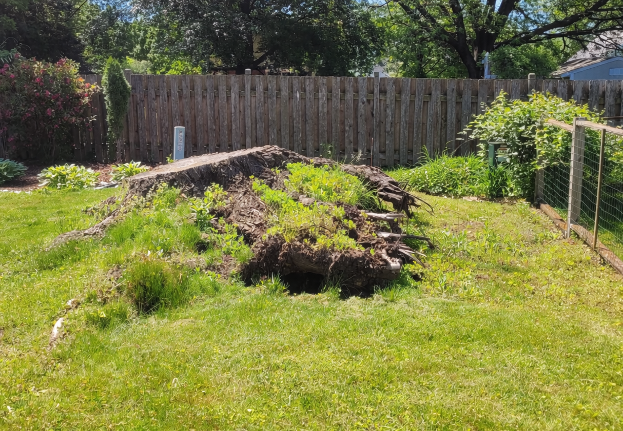 A person in a bright neon vest stands next to a large, prominent tree stump in a grassy backyard near a wooden fence.