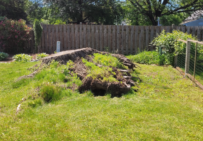 A large, uprooted tree stump covered in dirt and patches of green grass sits in a backyard near a wooden fence.