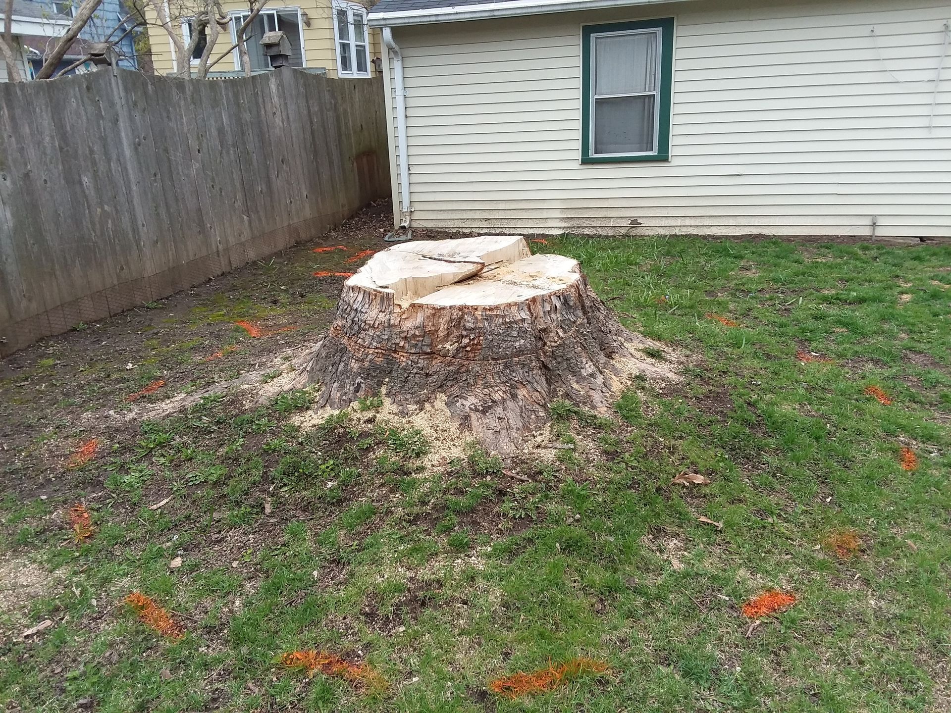 A large, freshly cut tree stump sits in a residential backyard, marked with orange flags on the surrounding grass.