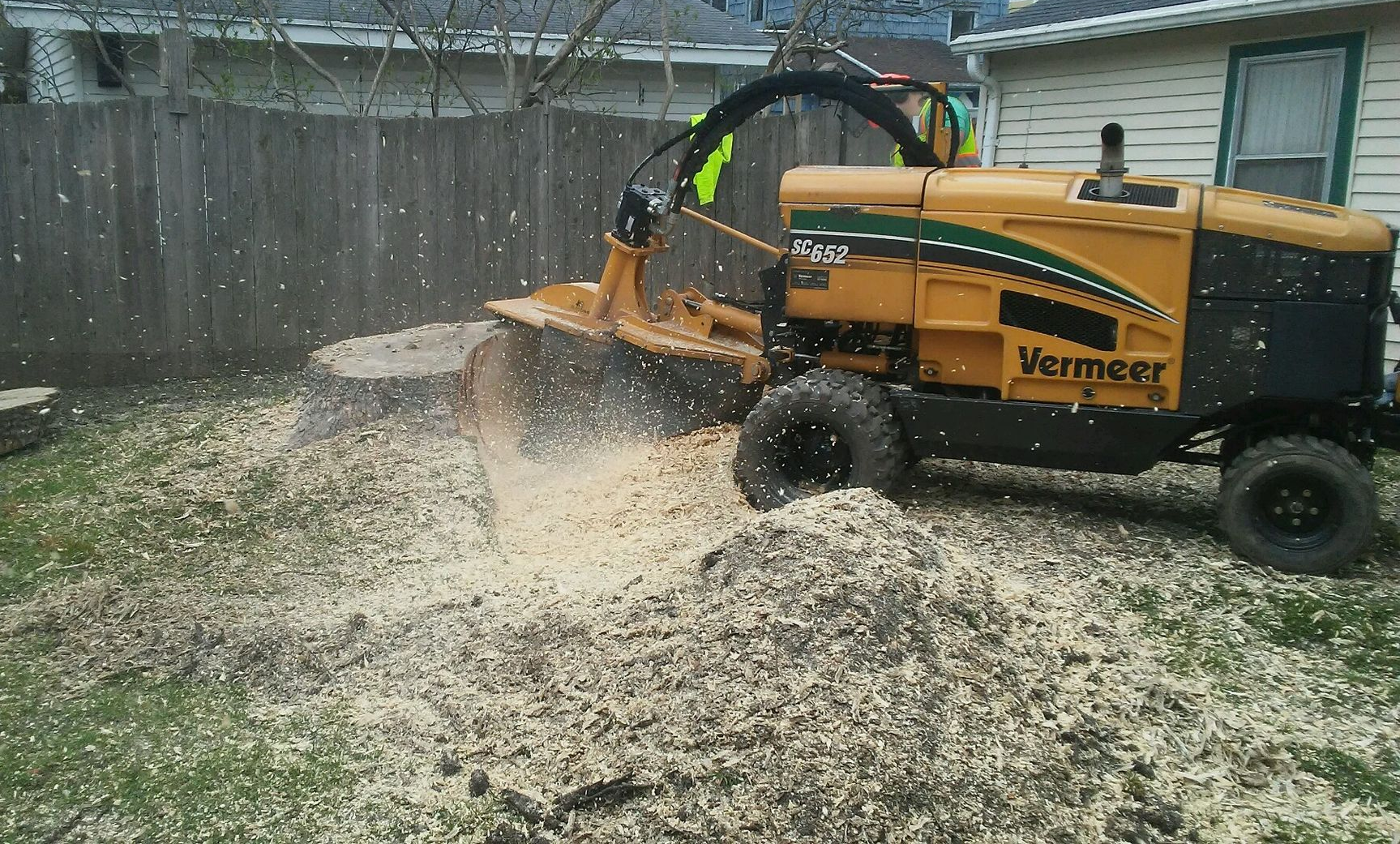 A yellow Vermeer stump grinder in a yard, actively grinding a tree stump and creating a large pile of wood chips.