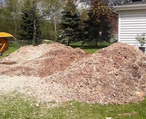 Two large piles of brown wood mulch sit on a lawn next to a building and some evergreen trees.