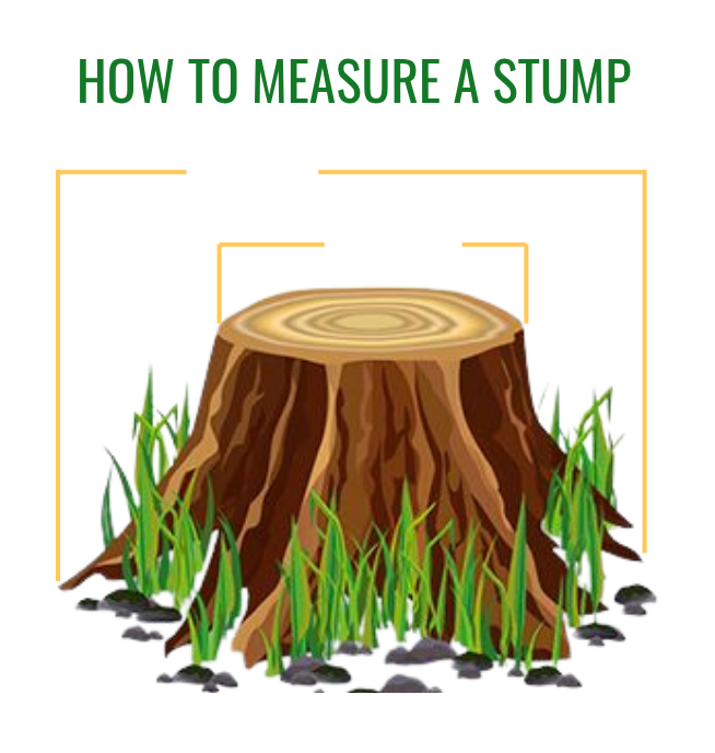 Infographic showing to measure a tree stump at its widest base diameter rather than the top surface.