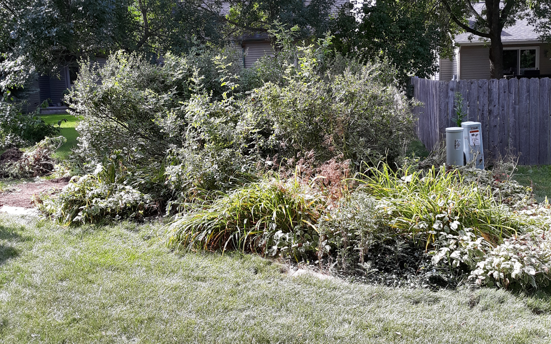 A lush garden bed with various green shrubs and perennials in front of a wooden fence and a house.