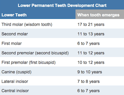 lower permanent teeth development chart