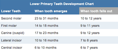 lower primary teeth development chart