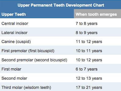 upper permanent teeth development chart