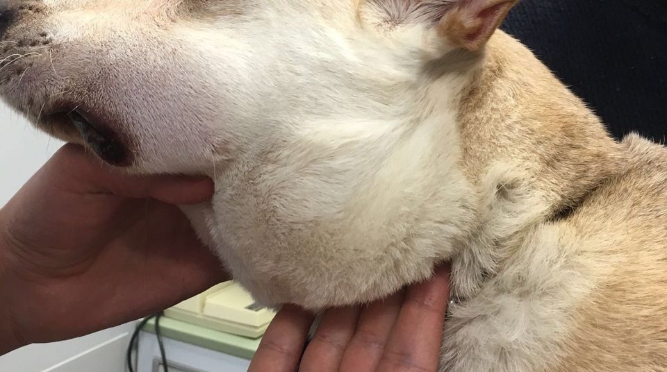 Linfoma Canino Samarate Va Clinica Veterinaria Malpensa