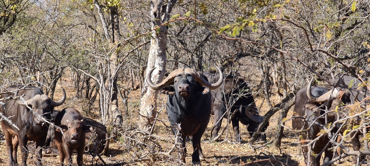 Rust de Winter Safaris_hunting_buffalo