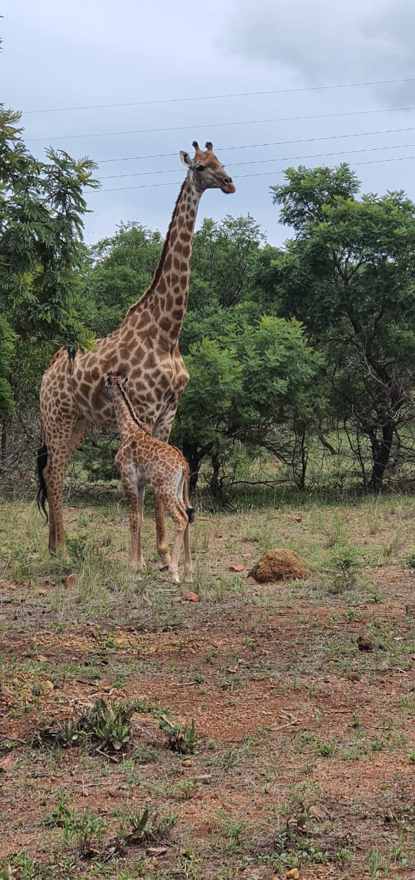 Rust de Winter Safaris_hunting_giraffe 2