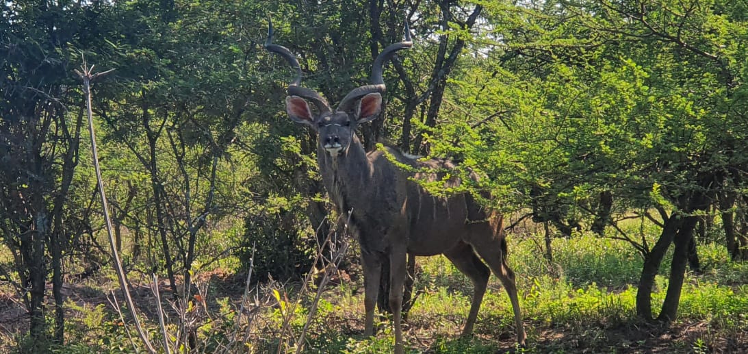 Rust de Winter Safaris_hunting_kudu 6