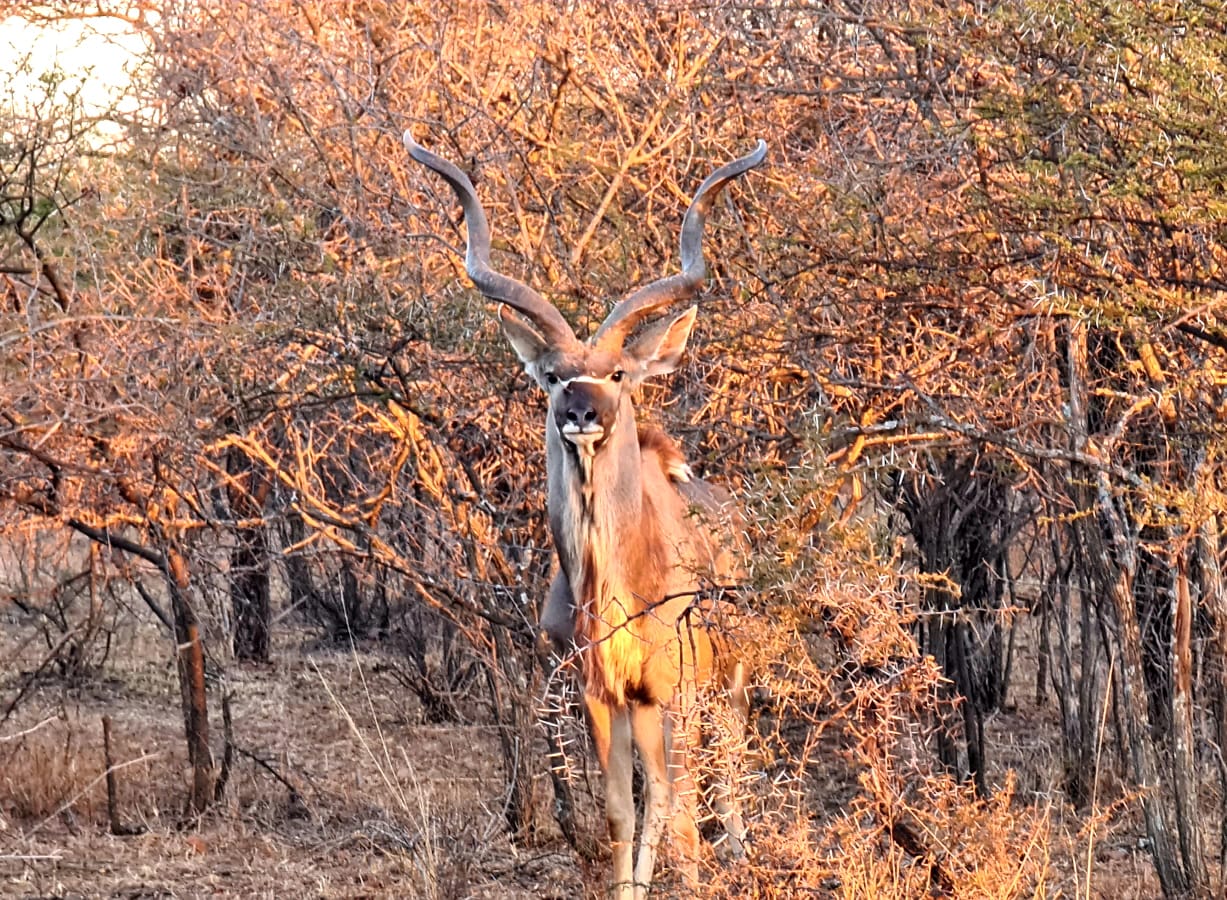 Rust de Winter Safaris_hunting_kudu 4