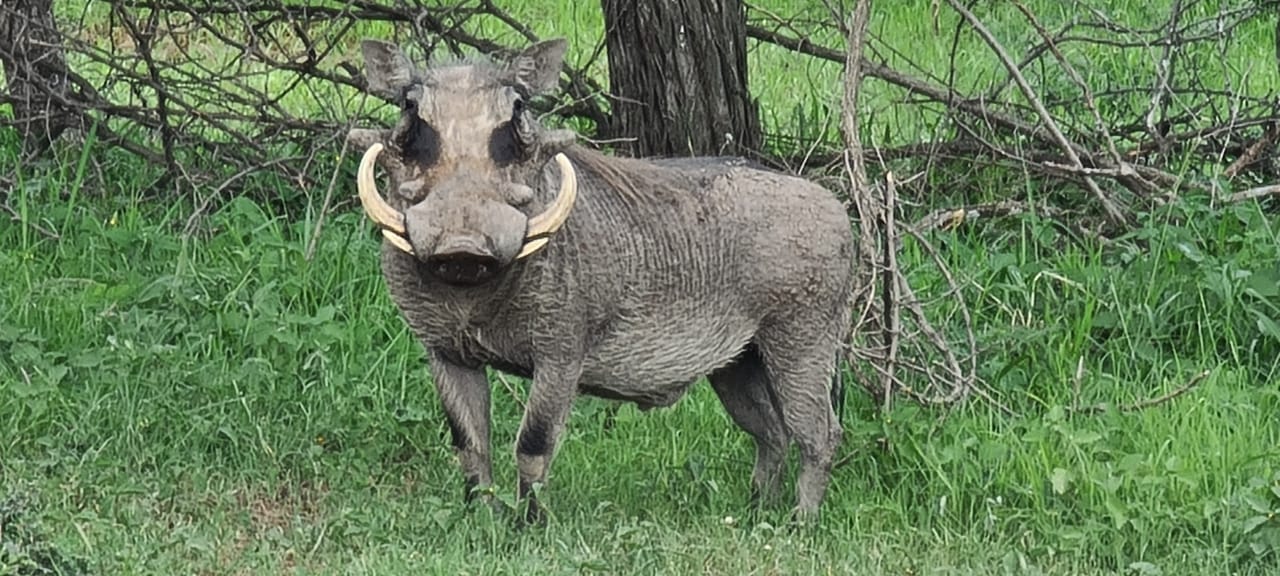 Rust de Winter Safaris_hunting_warthog