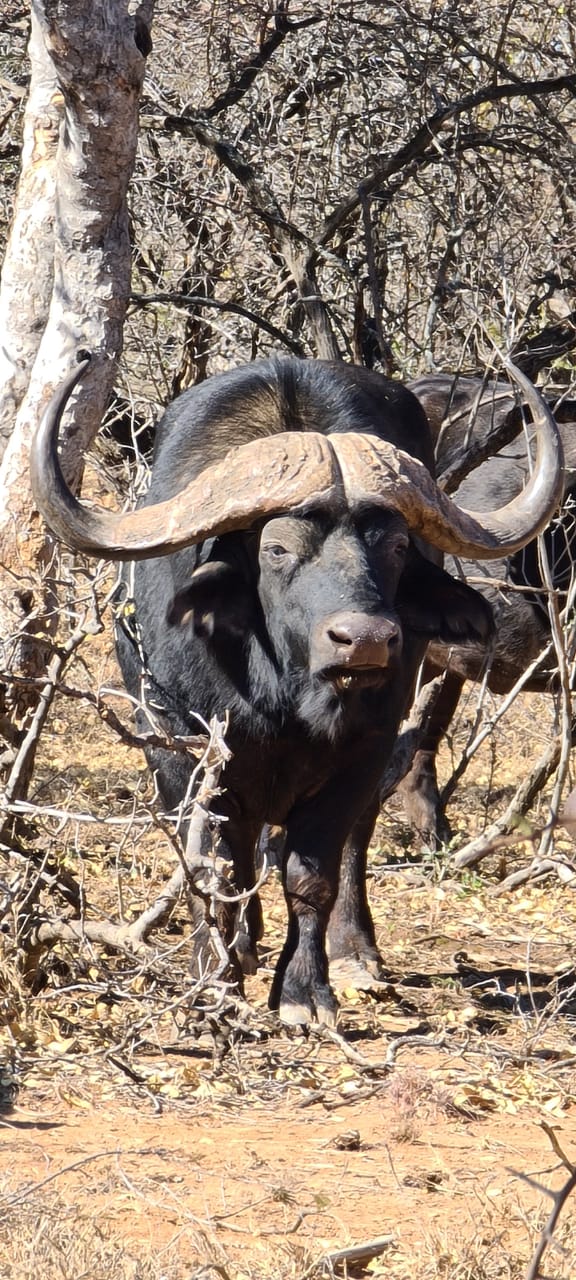 Rust de Winter Safaris_hunting_buffalo 2
