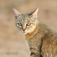 Rust de Winter Safaris_african wildcat species