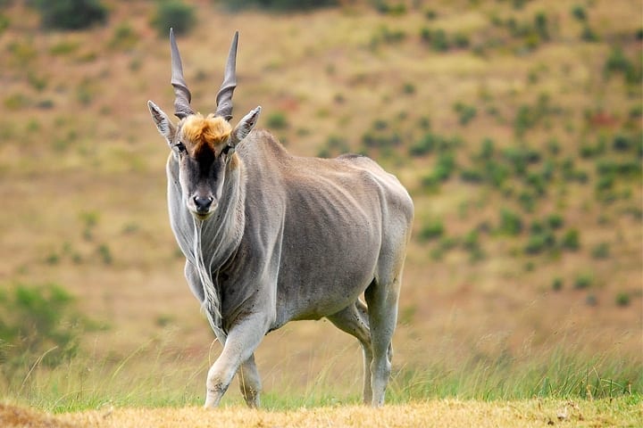 Rust de Winter Safaris_cape eland species