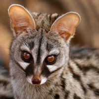 Rust de Winter Safaris_genet species