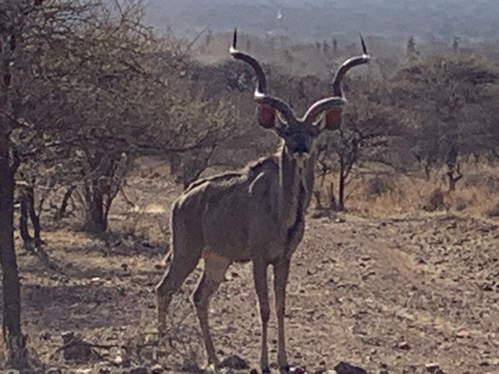 Rust de Winter Safaris_hunting_kudu