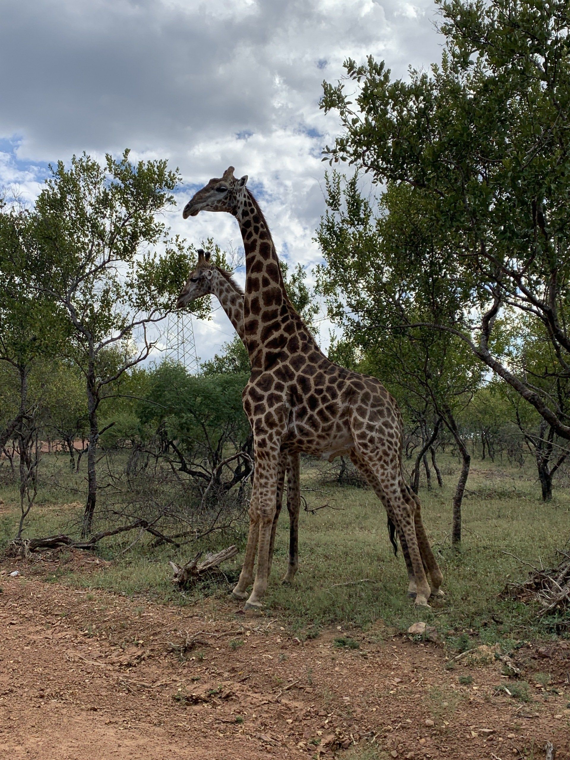 Rust de Winter Safaris_hunting_giraffe 5