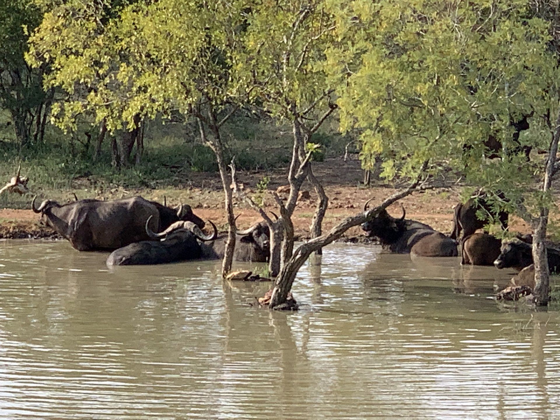 Rust de Winter Safaris_hunting_buffalo 6