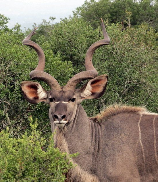 Rust de Winter Safaris_kudu species