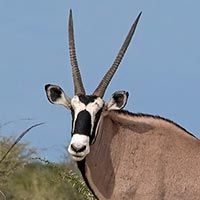 Rust de Winter Safaris_gemsbok species