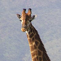 Rust de Winter Safaris_giraffe species