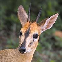 Rust de Winter Safaris_grey duiker species