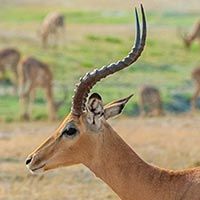 Rust de Winter Safaris_impala species