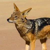 Rust de Winter Safaris_jackal species