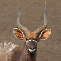 Rust de Winter Safaris_nyala species