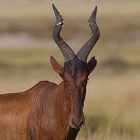 Rust de Winter Safaris_red hartebeest species