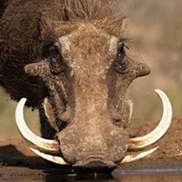 Rust de Winter Safaris_warthog species