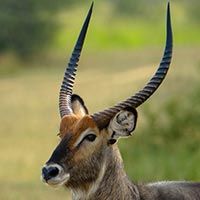 Rust de Winter Safaris_waterbuck species