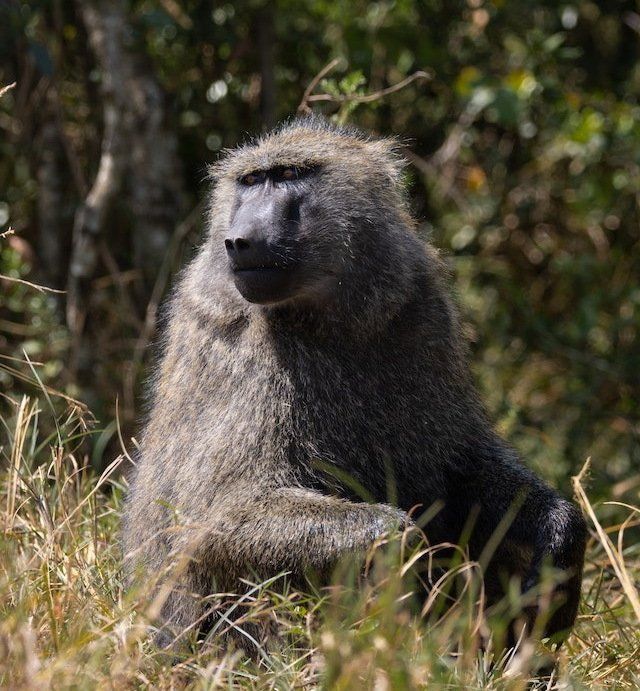 Rust de Winter Safaris_baboon species